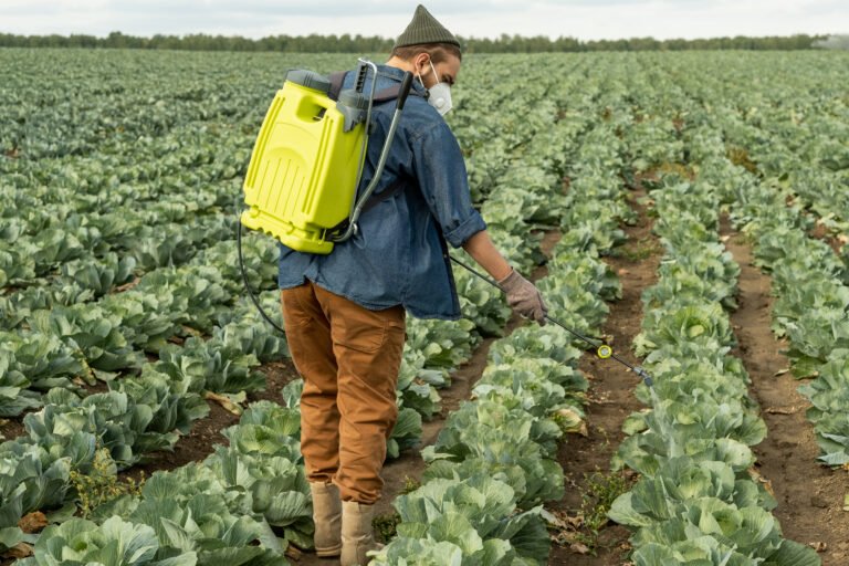 Injecting Fertilizer In Cabbage Field Rear view of agriculture specialist in mask using pressure sprayer while injecting fertilizer in cabbage field